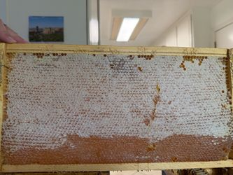 Organic honey