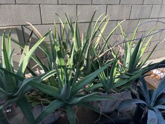 Giant aloe vera plants