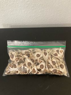 Semillas de Moringa ( bolsa con 100 semillas por $6)