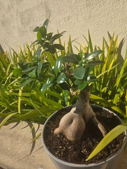 Banyan tree bonsai tree