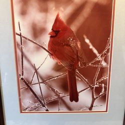 Cardinal print by Magneson