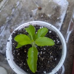 Rama Tulasi $1 each