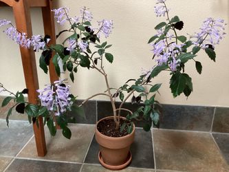 Mona Lavender Houseplant
