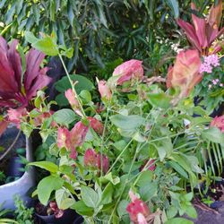 Shrimp Plants Landscape Plant Potted Plant