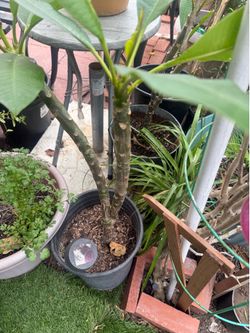 Potted garden plants