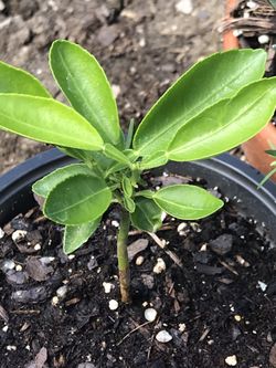 1 Live navel orange Seedling Plant Rooted Plug Fast Shipping
