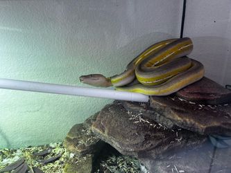 Tanks with $nakes give me a offer