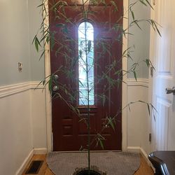 Real Bamboo Plant In Planter