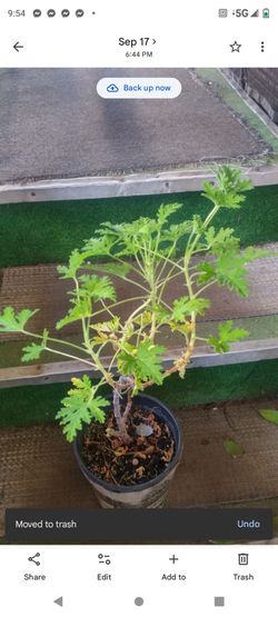 Citronella 1g