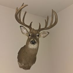 12 Point Buck, 22" Spread, 166 6/8 Raw Score
