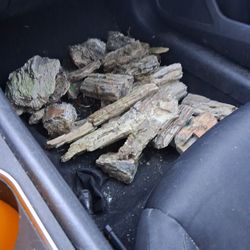 Petrified wood for sale