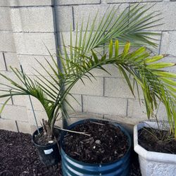 Majesty Palm Tree Plant 5 Gallon Pot 