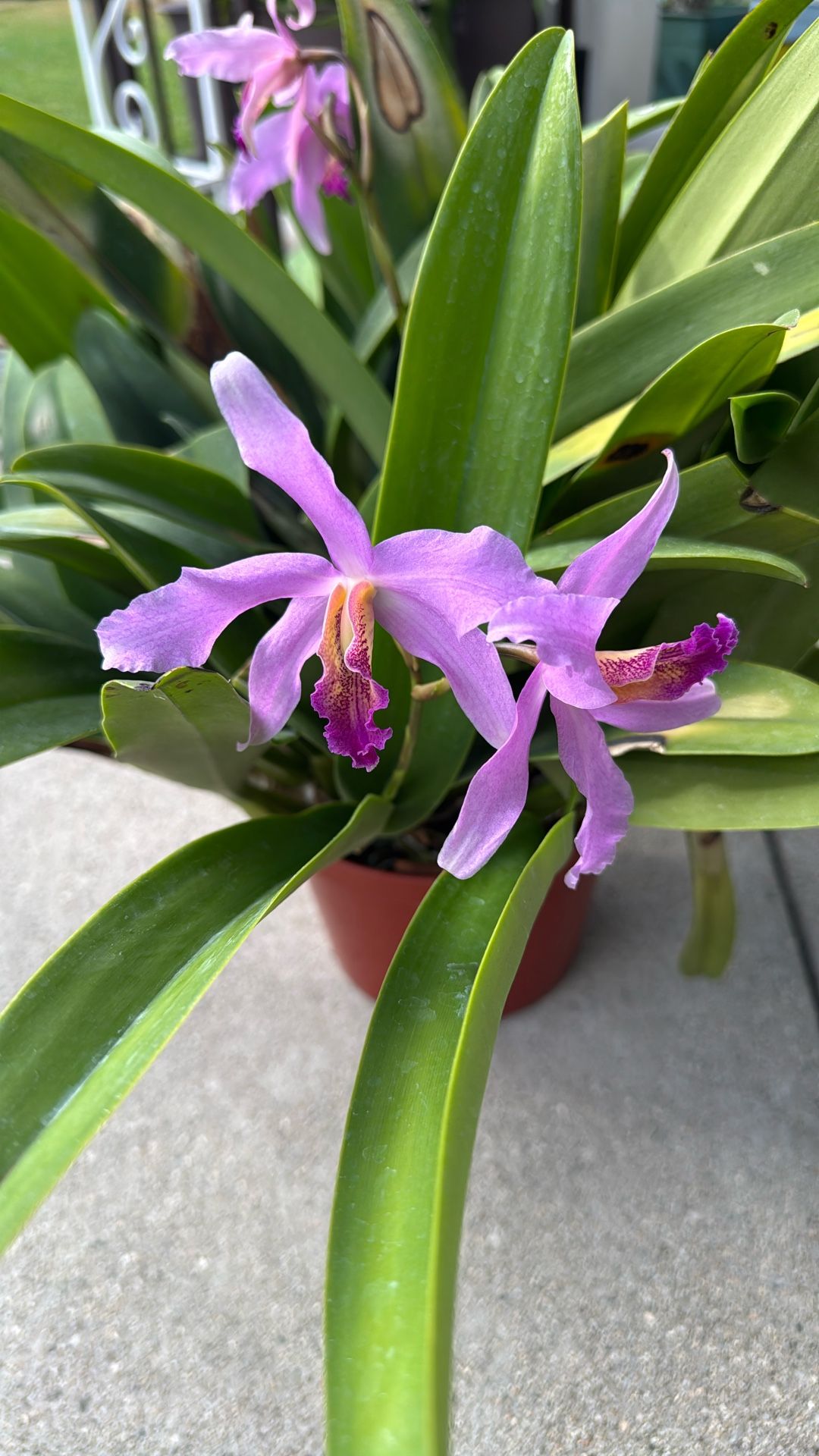 Orchid Plant 8” Pot Multiple Spikes