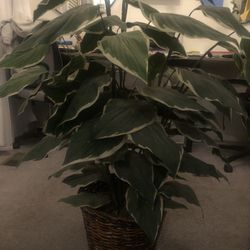 In Home Artificial Plants 