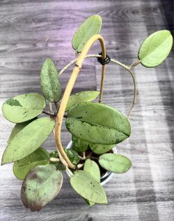Hoya Silver Dollar