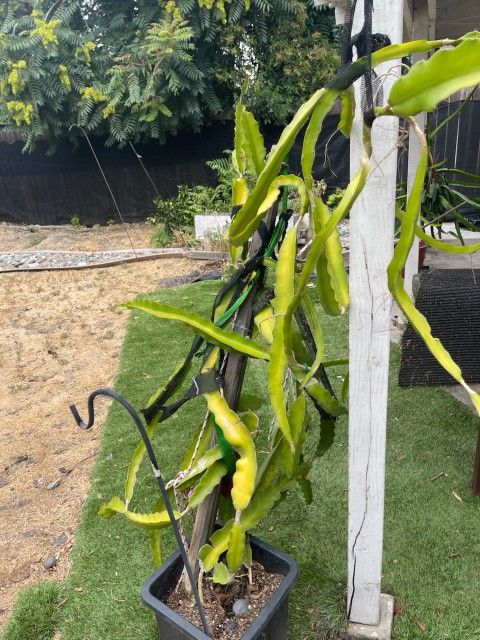 Dragonfruit White Flesh