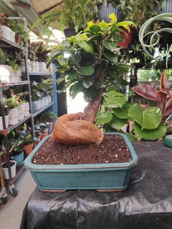 Ginseng Ficus Bonsai Tree