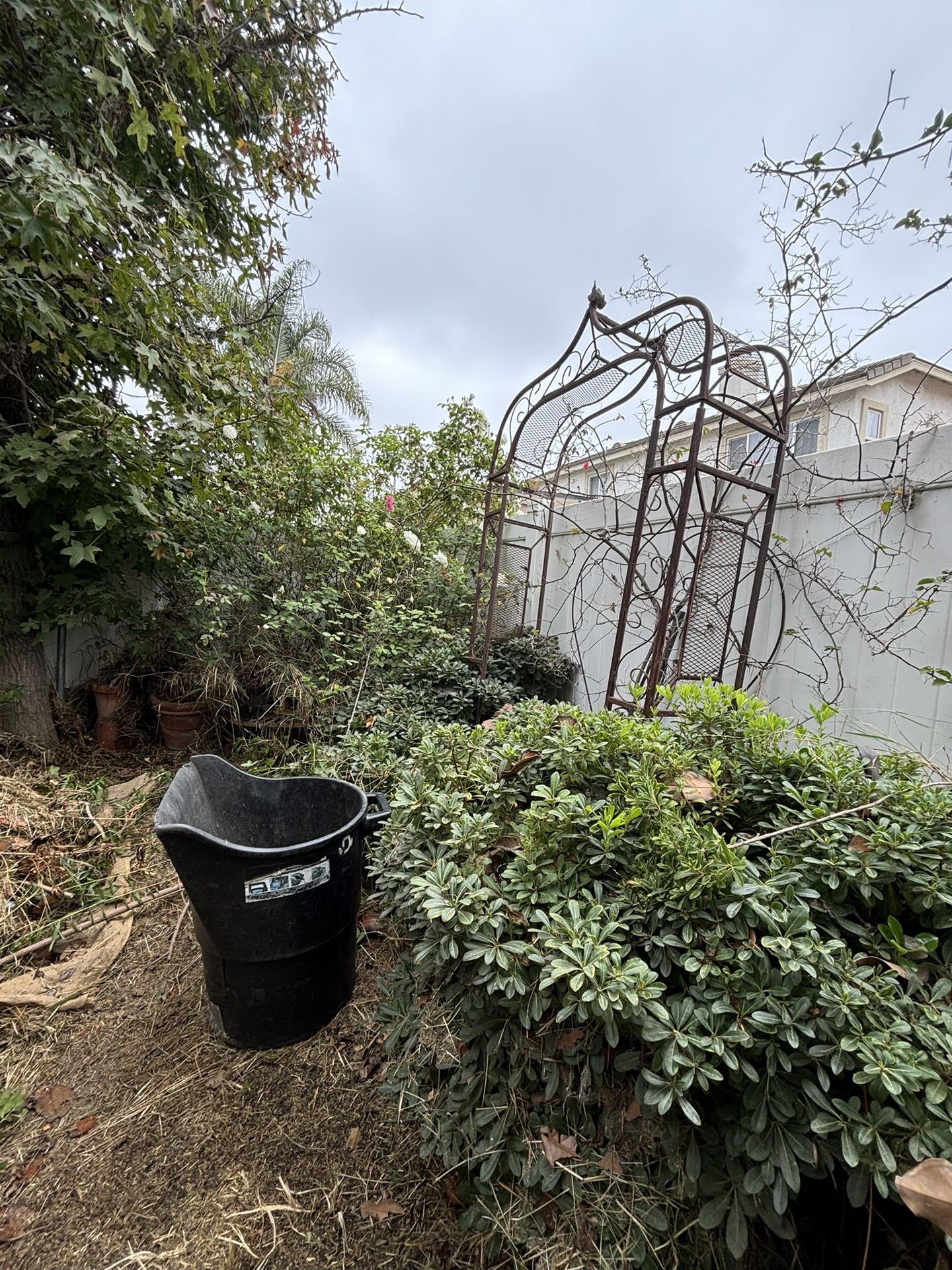 YARD CLEAN UP!