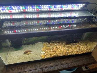 Complete, cycled 20 gallon tank