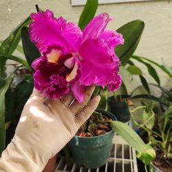Orchids