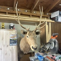 5x5 Elk mount
