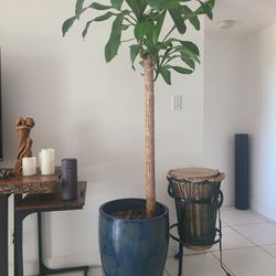 Large Indoor Palm and Pot
