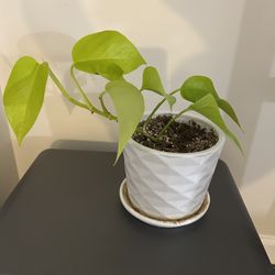 Neon Pothos Indoor/House Plant
