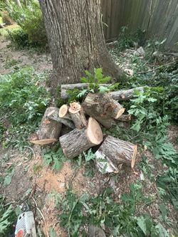 Free oak wood uncured  clean no rotted wood