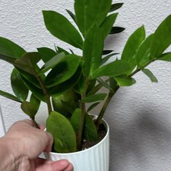 ZZ Indoor Plant