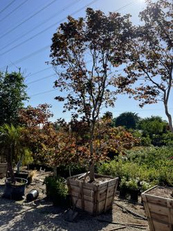 Japanese Maple Bloodgood 