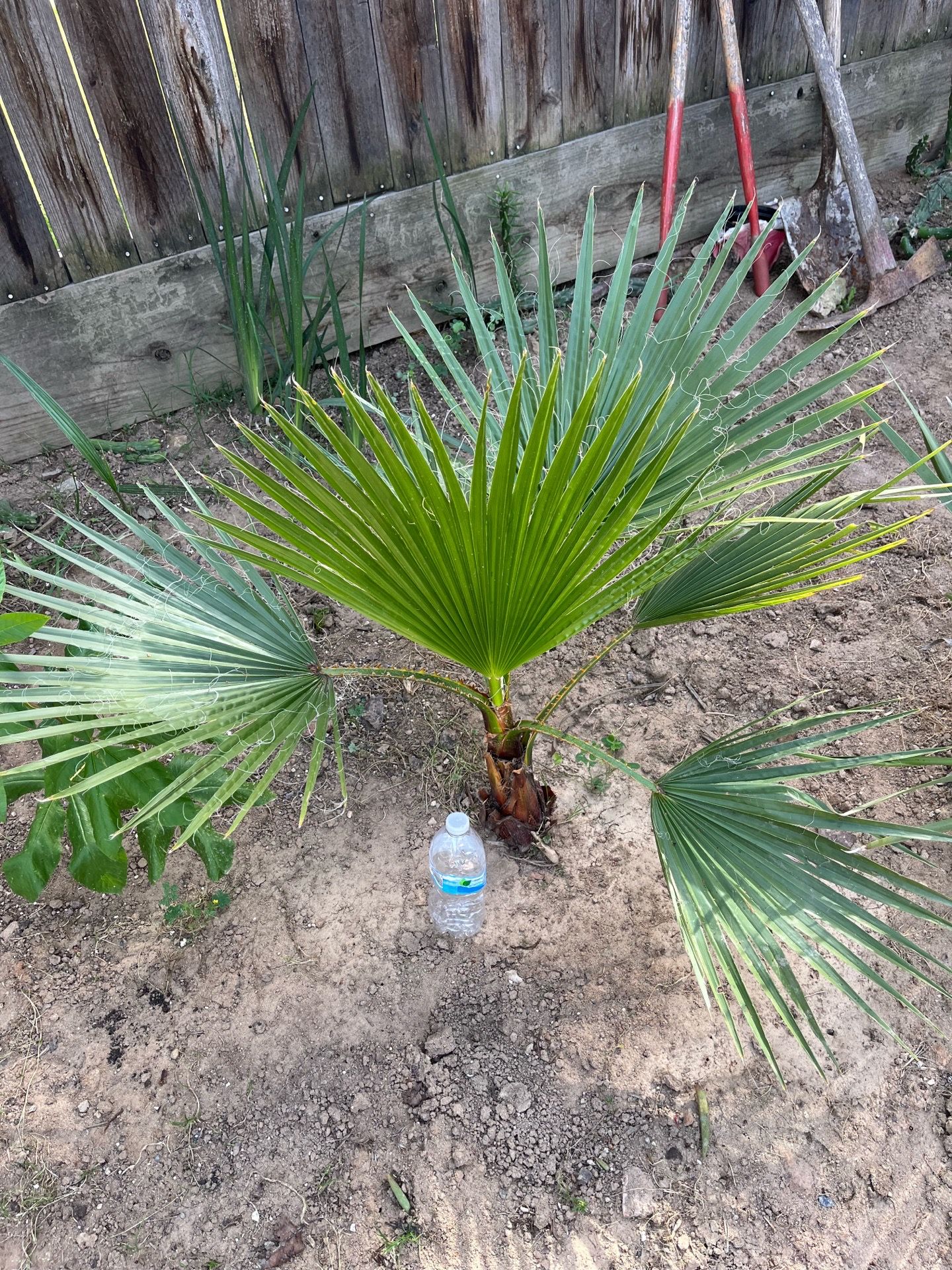 Tree - Beautiful Mexican Fan Palm. Over 30” Tall.