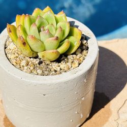 Stonemoon Succulents (Korean) 