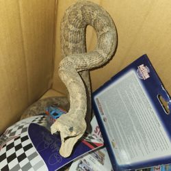 Taxidermy Snake 