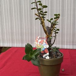 Bonsai Arrangement With Multiple Succulents! 