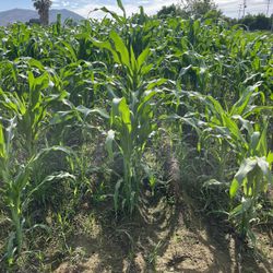 Tengo A La Venta Hojas De Milpa $3 La Docena.  