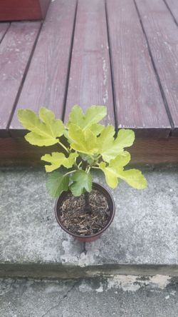 Fig tree starter