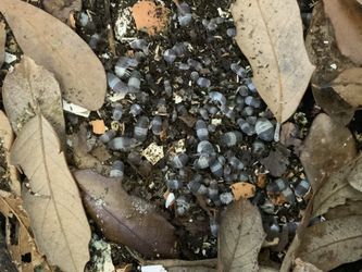Panda King Isopods