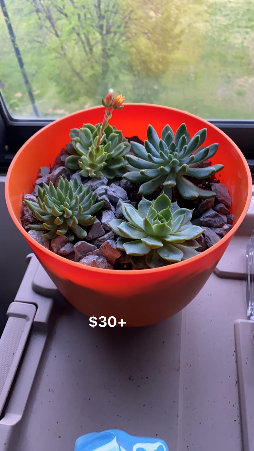 Succulent arrangements