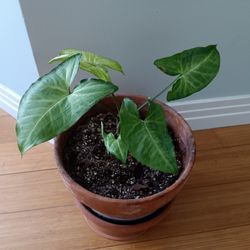 Arrowhead Plant