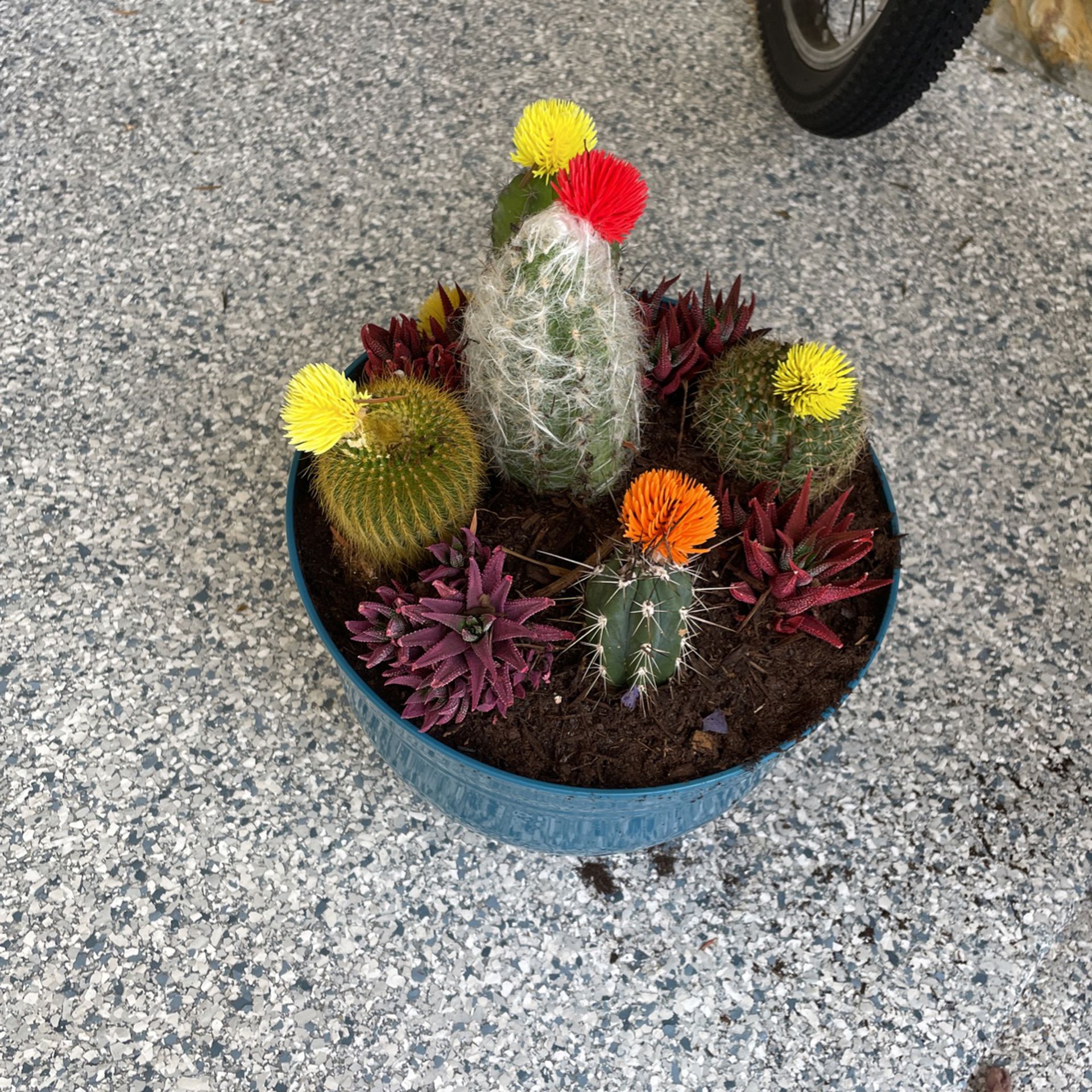 Cactus With Succulent Flowers In A Beautiful Blue Pot
