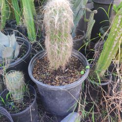 Old Man Cactus Plant