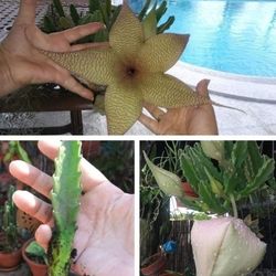 Starfish Stapelia GRANDFLORA succulent Plant