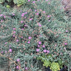 Ruschia Plants