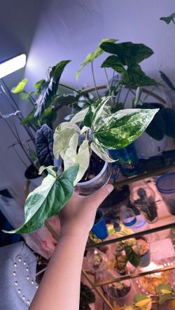 Syngonium Albo