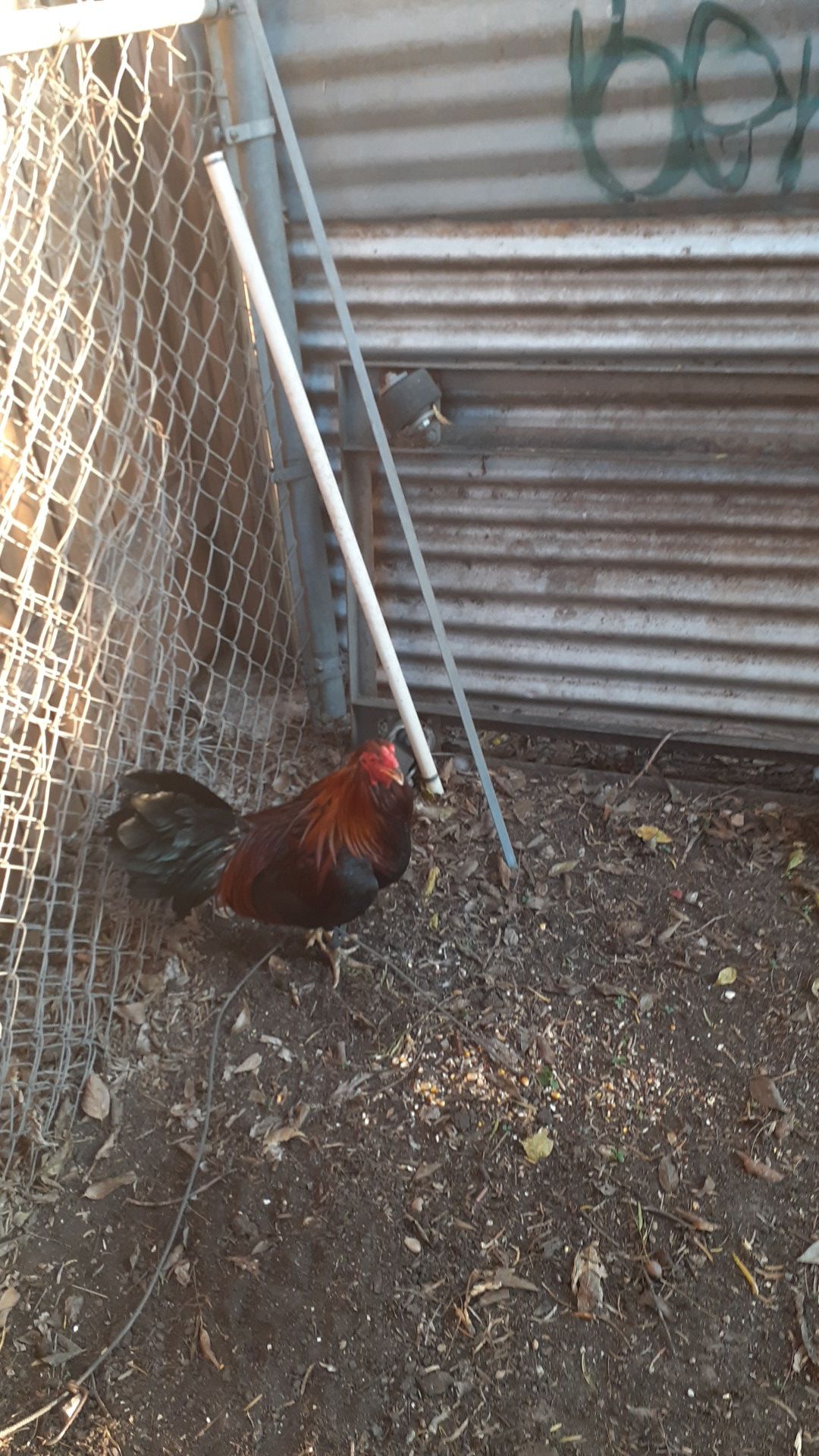 Murphy rooster I have a hen hatch Kelso hen