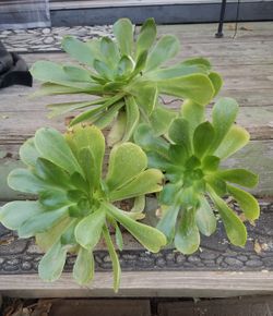 So large it's pretty much grown out of its pot! Triple Large Succulent