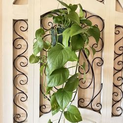 Large Pothos Plant 