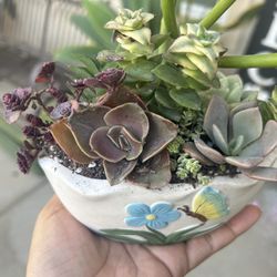 Succulent Arrangement 