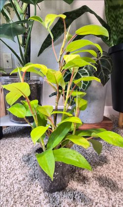 Philodendron Golden Goddess