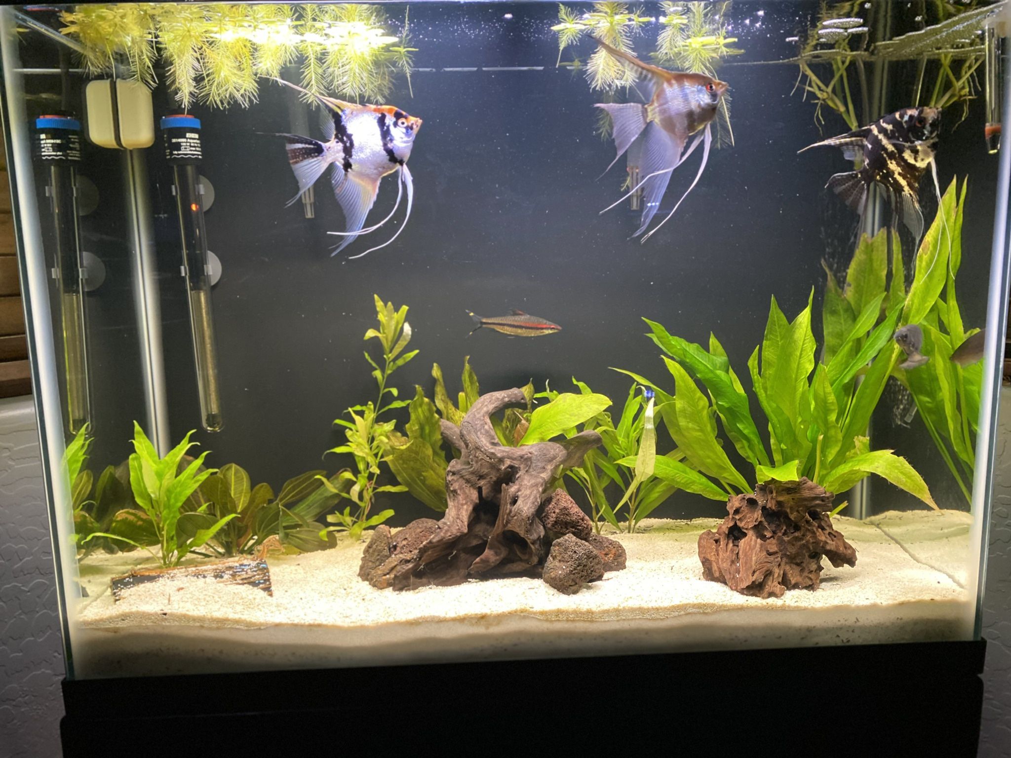 37 Gallon With Stand